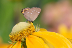 photica_Schmetterling auf einer Blüte Schmetterling auf einer Blüte