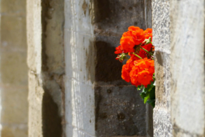 photica_Geranien hinter einer Säule Geranien hinter einer Säule
