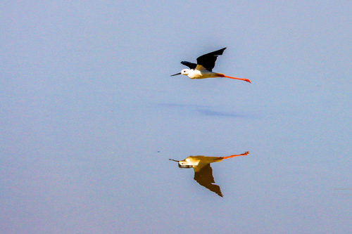 photica-Vogel im Flug Vogel im Flug mit einer Spiegelung im Wasser