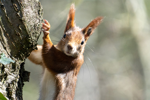 Eichhörnchen