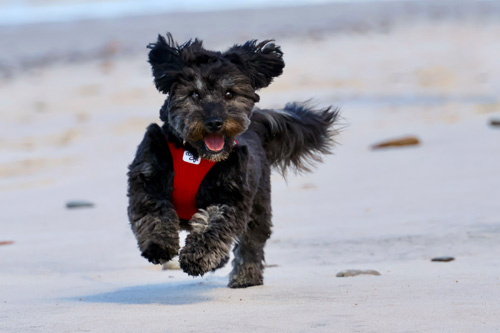 Hund rennt am Strand